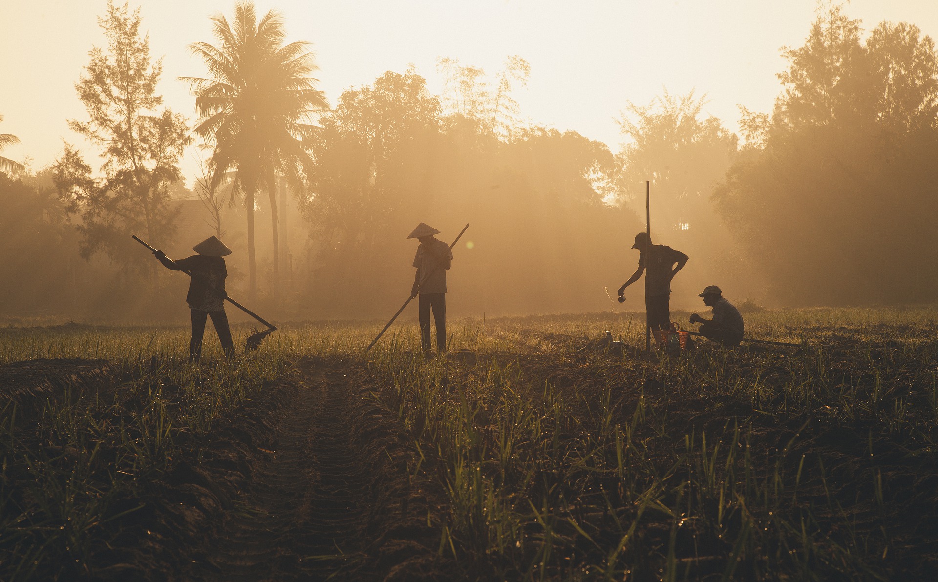 Work in this field. Поле силуэт. Утро фермера. Косьба на поле силуэты. Poverty, work, and Freedom.