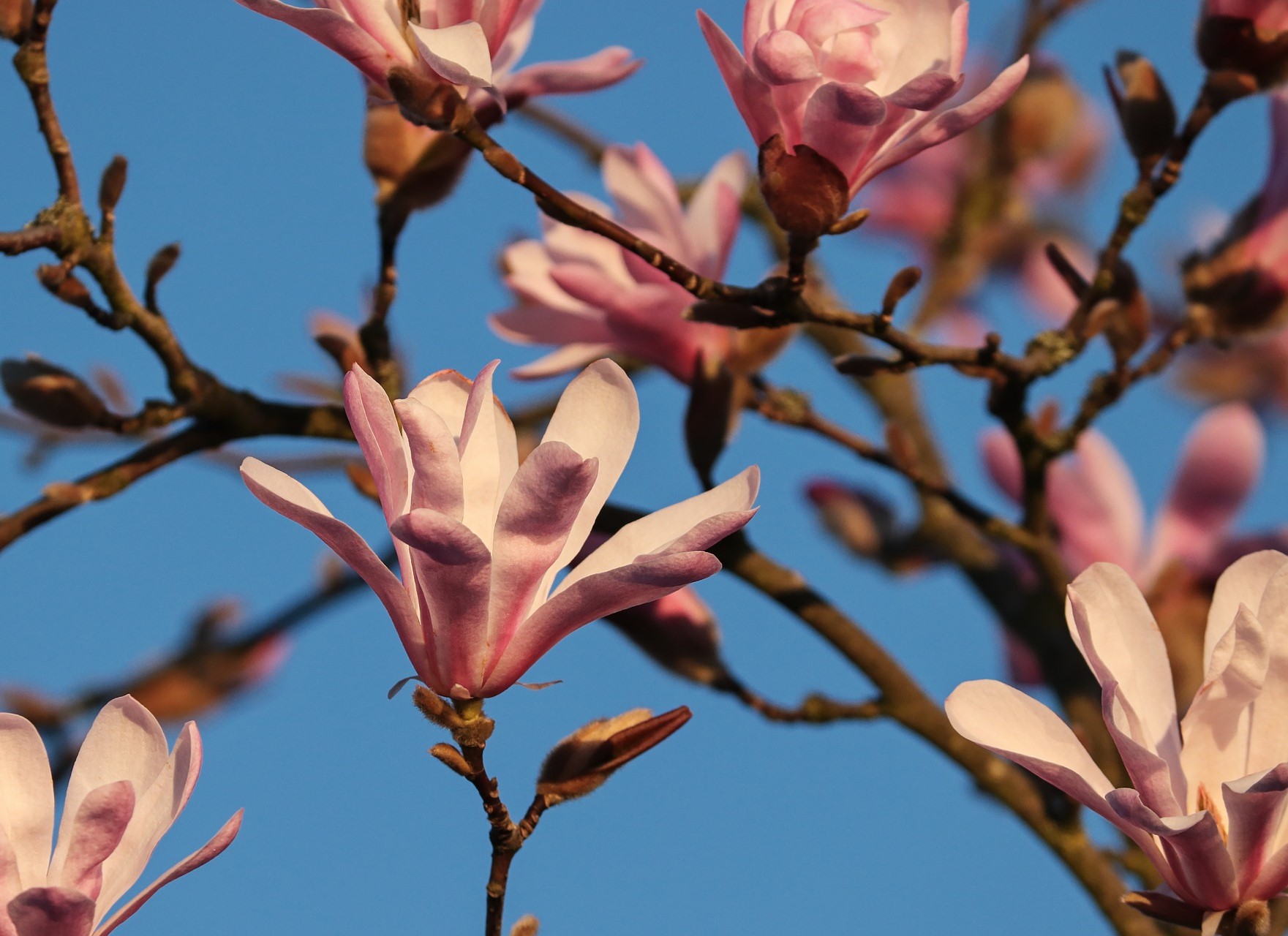 Magnolia