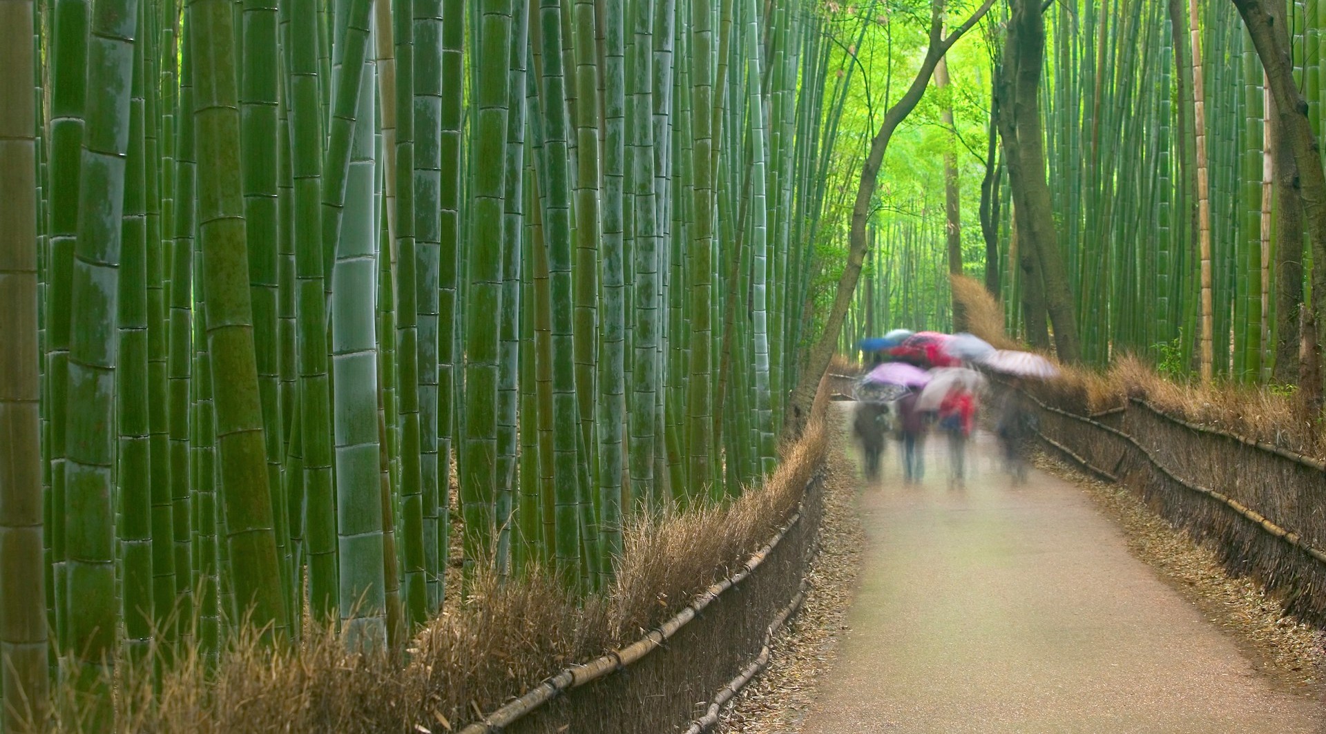 FROM KYOTO TO THE WORLD